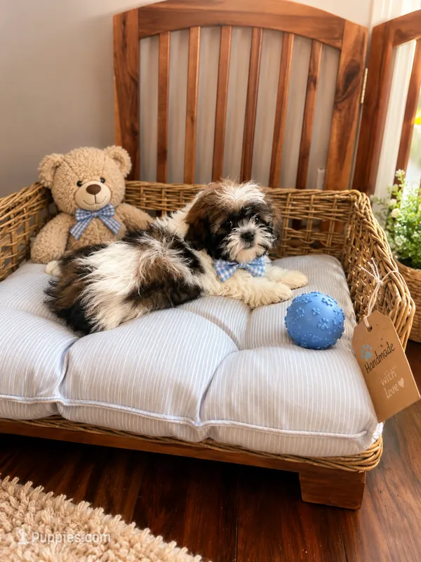 Murphy  – Bichon Frise puppy for sale in Chicago, IL