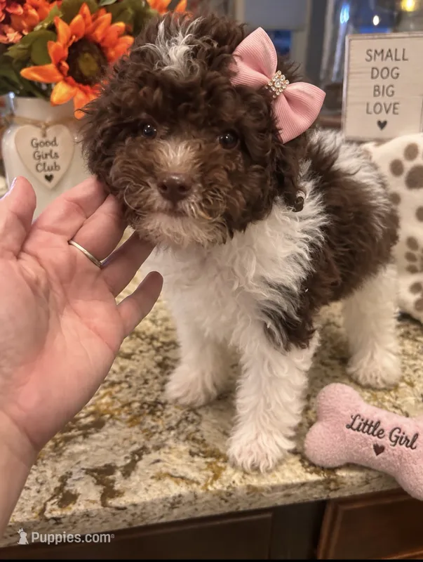 Massie – Maltipoo puppy for sale in Chicago, IL