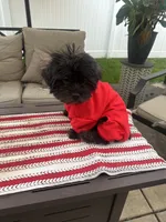 Max, a male Maltipoo for sale in Chicago, IL – 2 of 2