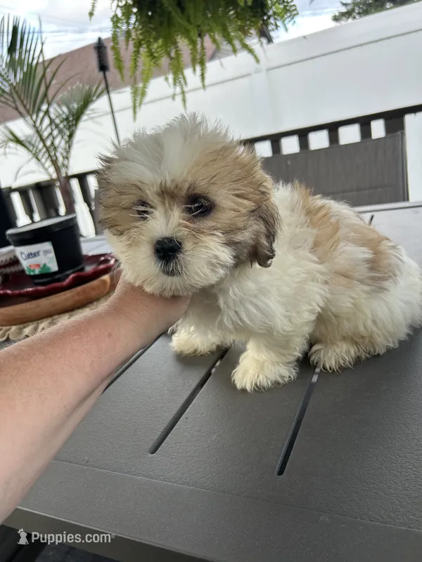 Moose  – Shih Tzu puppy for sale in Chicago, IL