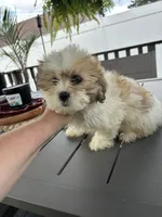 Moose , a male Shih Tzu for sale in Chicago, IL – 1 of 1