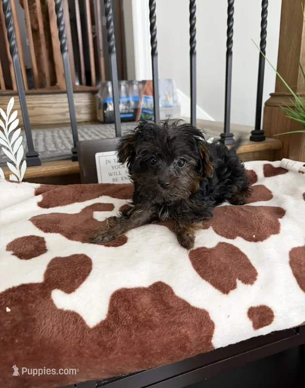 Minnie  – Yorkipoo puppy for sale in Chicago, IL