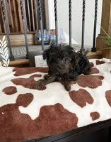 Minnie , a female Yorkipoo for sale in Chicago, IL – 1 of 1