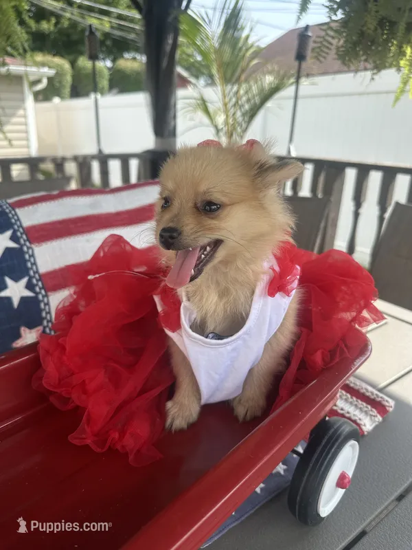 Moto  – Pomeranian puppy for sale in Chicago, IL
