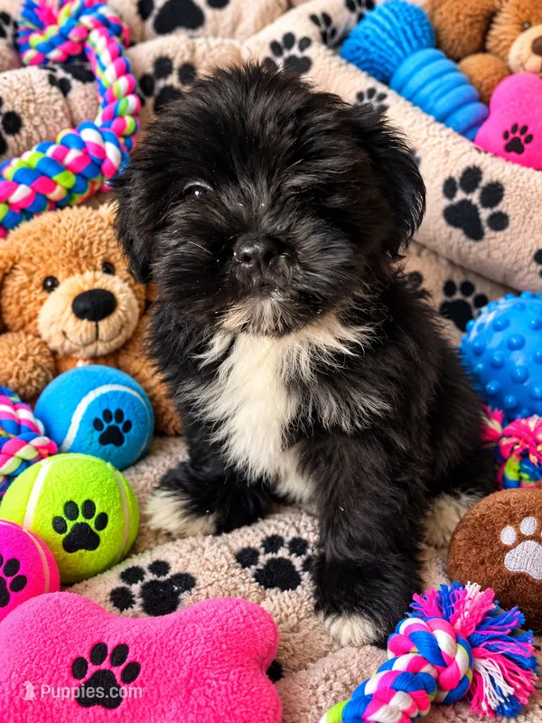 Max – Mal Shi puppy for sale in Chicago, IL