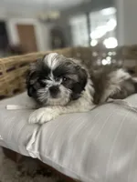 Mac , a male Maltipoo for sale in Chicago, IL – 2 of 3