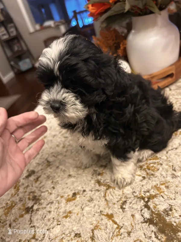 Mikey  – Maltipoo puppy for sale in Chicago, IL