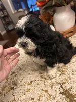 Mikey , a male Maltipoo for sale in Chicago, IL – 1 of 3