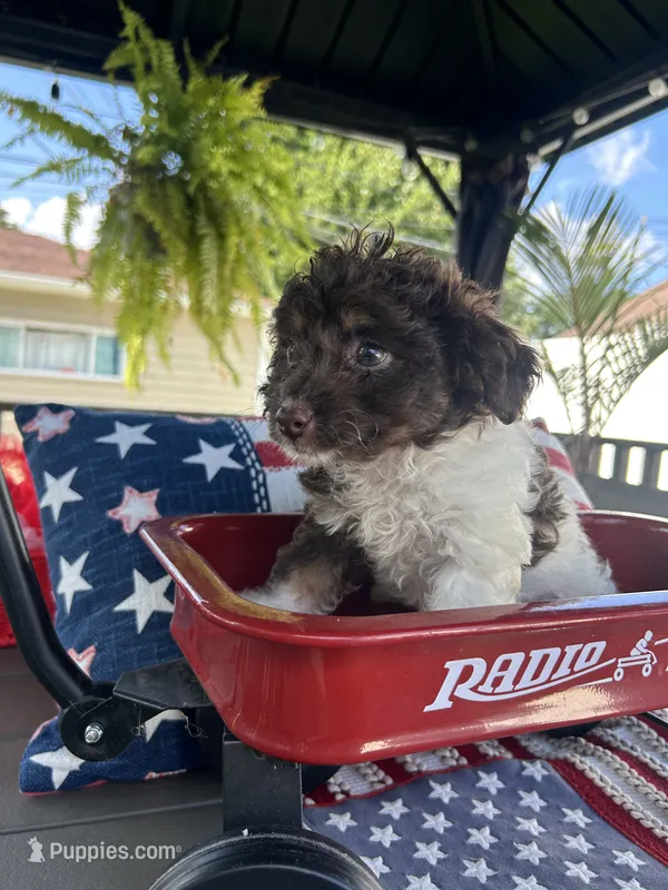 Miley  – Poodle - Miniature  puppy for sale in Chicago, IL