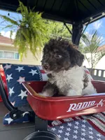 Miley , a female Poodle - Miniature  for sale in Chicago, IL – 1 of 4