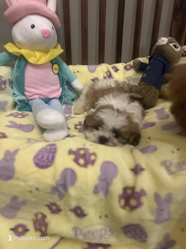 Murph , a male Mal Shi for sale in Chicago, IL – Photo 1 of 1