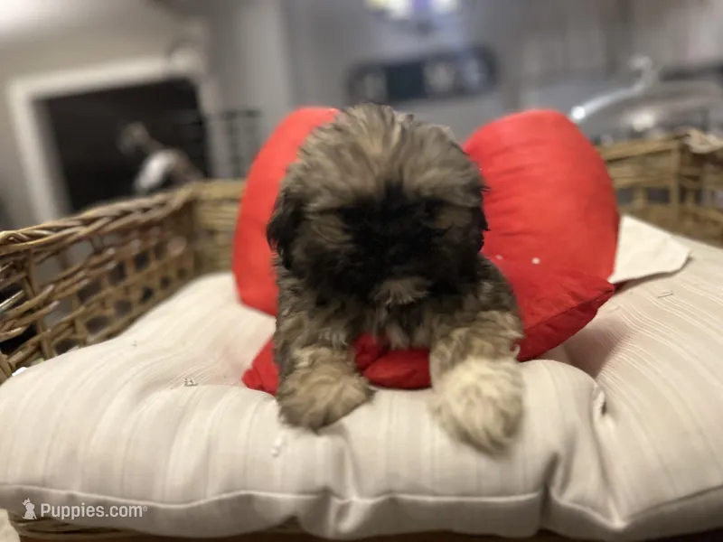 Max , a male Mal Shi for sale in Chicago, IL – Photo 1 of 1