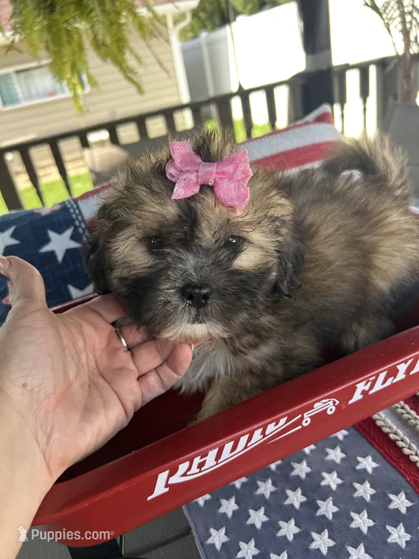 Mimi  – Mal Shi puppy for sale in Chicago, IL