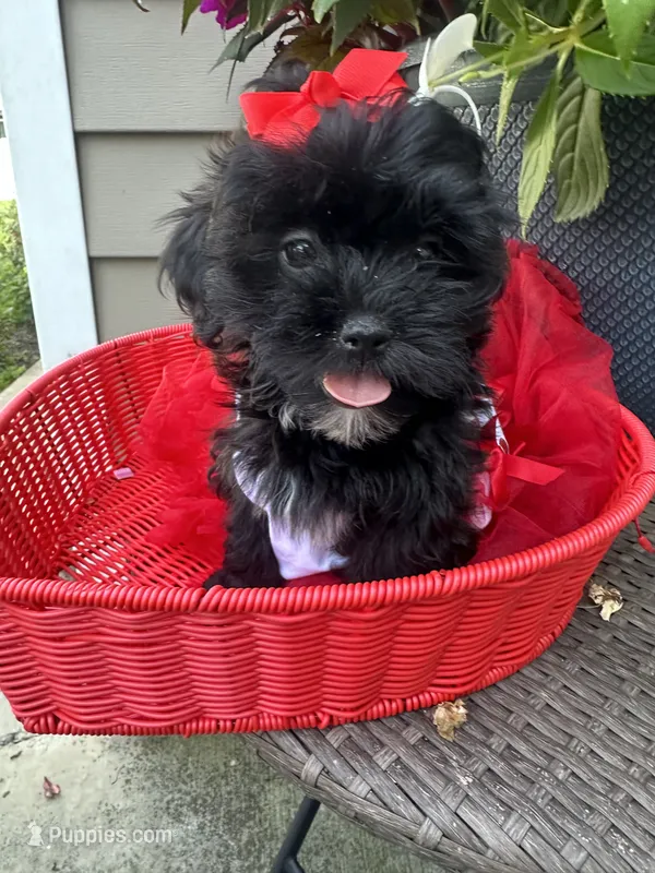 Molly  – Shihpoo puppy for sale in Chicago, IL