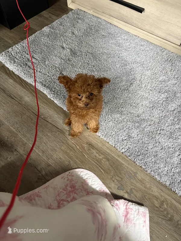 Peanut  – Poodle - Toy  puppy for sale in Chicago, IL