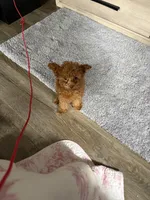 Peanut , a female Poodle - Toy  for sale in Chicago, IL – 1 of 1