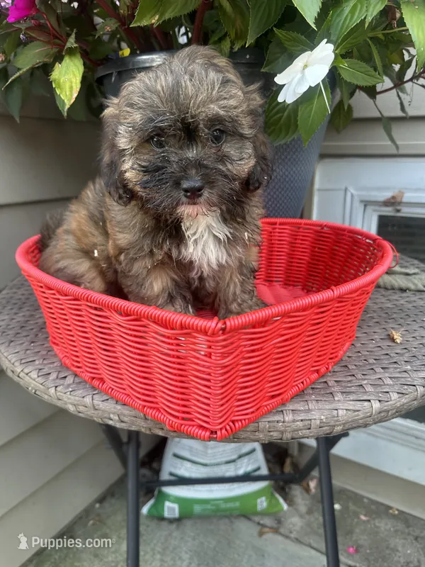 Max – Shihpoo puppy for sale in Chicago, IL
