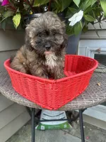 Max, a male Shihpoo for sale in Chicago, IL – 1 of 1