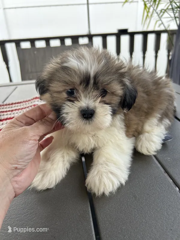 Mini – Mal Shi puppy for sale in Chicago, IL