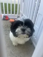 Monk , a male Shih Tzu for sale in Chicago, IL – 1 of 3