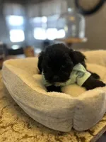 Mojo , a male Mal Shi for sale in Chicago, IL – Photo 3 of 3