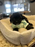 Mojo , a male Mal Shi for sale in Chicago, IL – Photo 1 of 3