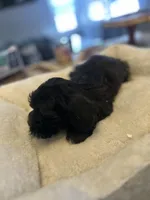 Mojo , a male Mal Shi for sale in Chicago, IL – Photo 2 of 3