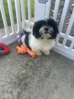 Monk , a male Shih Tzu for sale in Chicago, IL – 2 of 3