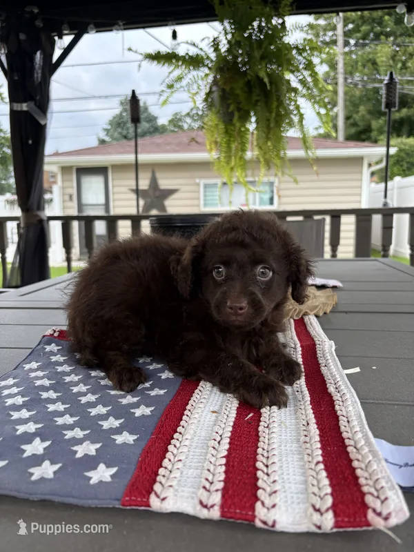 Milo , a male Yorkipoo for sale in Chicago, IL – 1 of 2