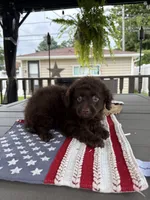 Milo , a male Yorkipoo for sale in Chicago, IL – 1 of 2