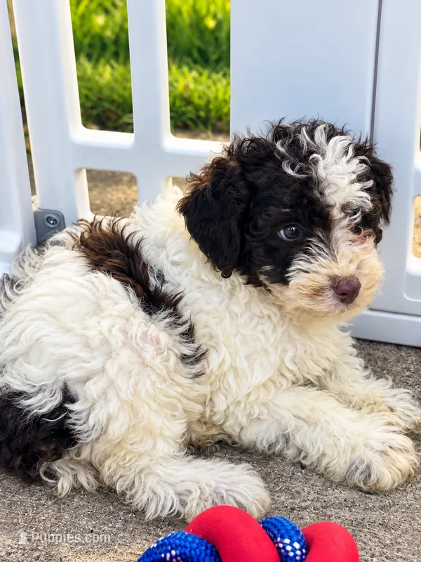 MR  – Maltipoo puppy for sale in Chicago, IL