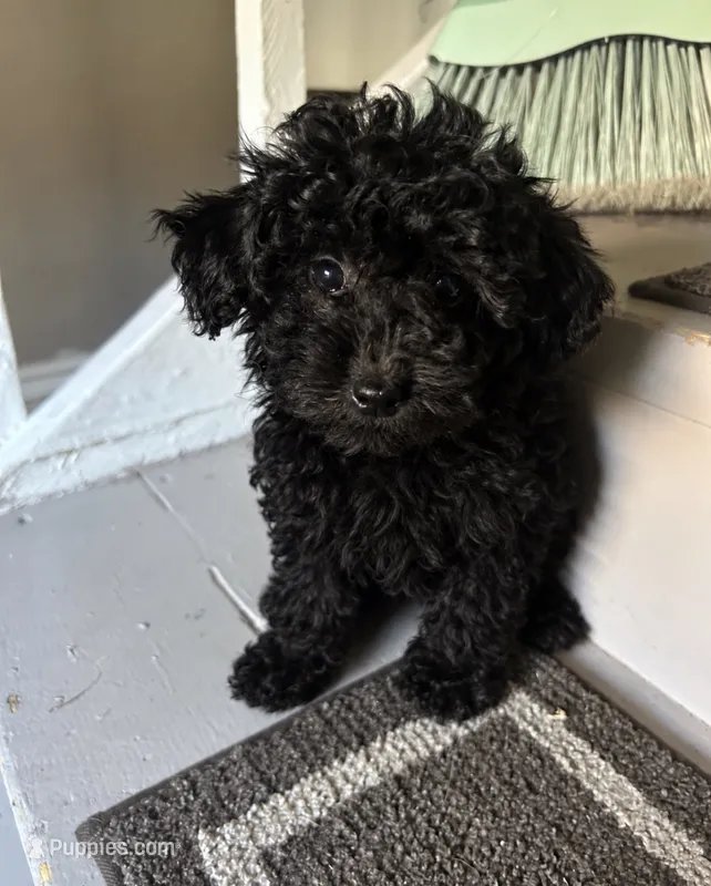 Mikey  – Poodle - Toy  puppy for sale in Chicago, IL
