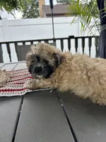Luna , a male Shihpoo for sale in Chicago, IL – 2 of 3