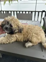 Luna , a male Shihpoo for sale in Chicago, IL – 3 of 3