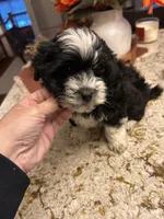 Mikey , a male Maltipoo for sale in Chicago, IL – 2 of 3