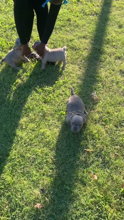Thadius, a male American Bully for sale in Nashville, TN – 4 of 4