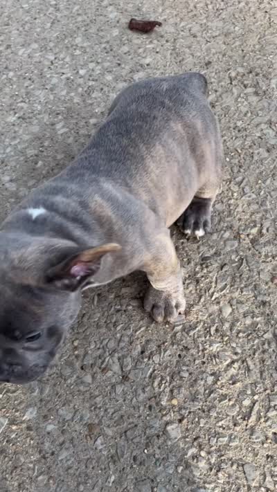 Thadius, a male American Bully for sale in Nashville, TN – 3 of 4