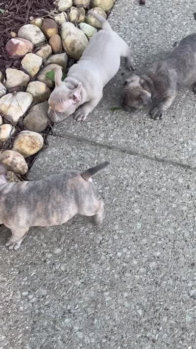 Thadius, a male American Bully for sale in Nashville, TN – 2 of 4