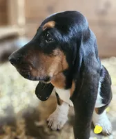 Female Yellow, a female Basset Hound for sale in Fonda, NY – 4 of 4