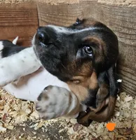 Male Orange, a male Basset Hound for sale in Fonda, NY – 5 of 5