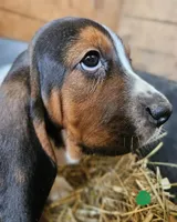 Male Green, a male Basset Hound for sale in Fonda, NY – 3 of 4