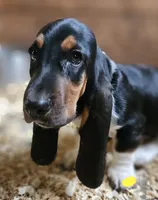 Female Yellow, a female Basset Hound for sale in Fonda, NY – 2 of 4