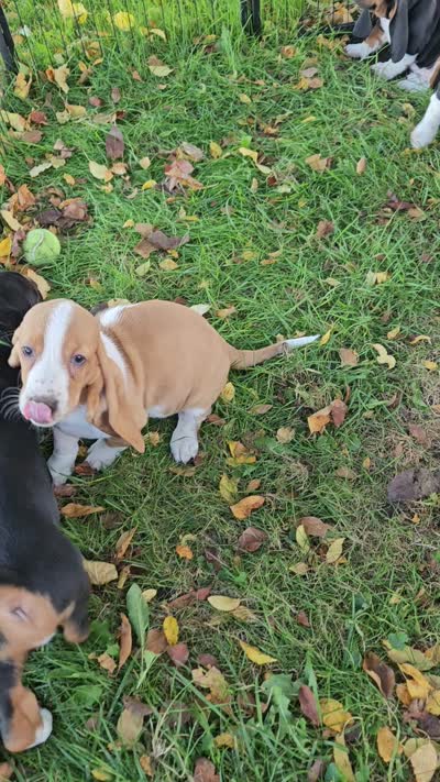 Green Male, a male Basset Hound for sale in Fonda, NY – 4 of 4