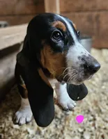 Female Pink, a female Basset Hound for sale in Fonda, NY – 4 of 4