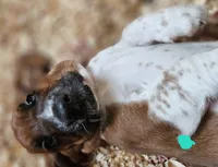 Female teal, a female Basset Hound for sale in Fonda, NY – 3 of 6