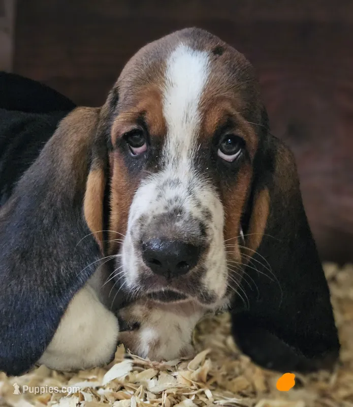 Orange Male – Basset Hound puppy for sale in Fonda, NY