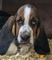 Orange Male, a male Basset Hound for sale in Fonda, NY – 1 of 3