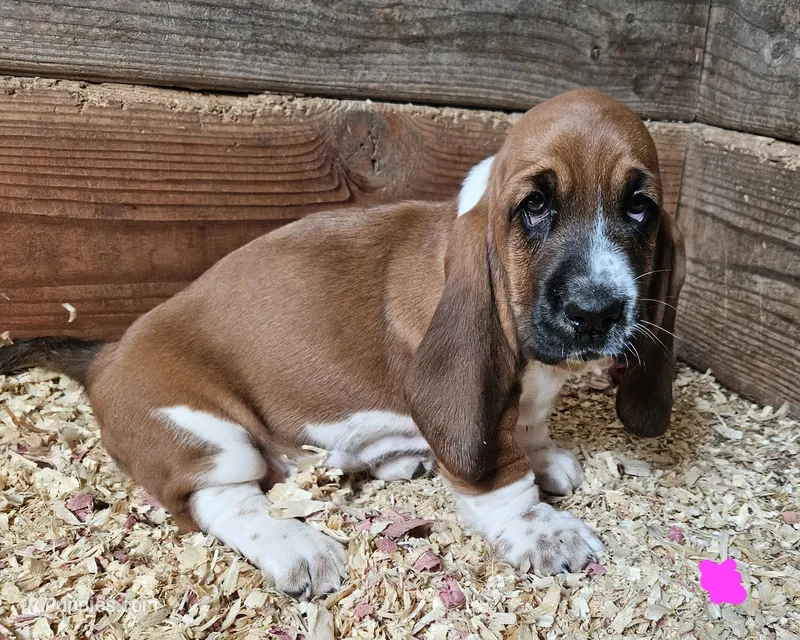 Female pink – Basset Hound puppy for sale in Fonda, NY