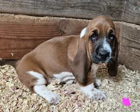 Female pink, a female Basset Hound for sale in Fonda, NY – 1 of 6