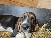 Male Orange, a male Basset Hound for sale in Fonda, NY – 3 of 5